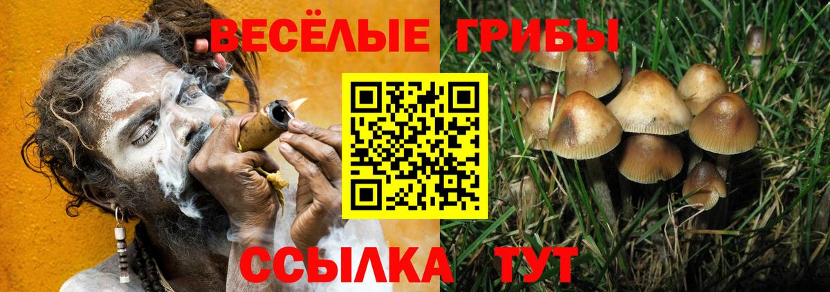 Псилоцибиновые грибы Cubensis Сердобск